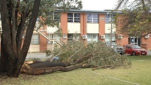 the tree that fell on me at Cedar College. Yes it is heavy and big. Christian life not perfect