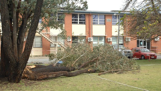 the tree that fell on me at Cedar College. Yes it is heavy and big, and caused much pain. Biblical pain - there are many examples of pain occuring in the bible