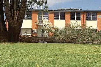 the ironback trees lies on the ground at cedar college northgate