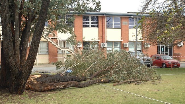 the tree fell into the playing area at cedar college which was mentioned at the safework sa prosecution