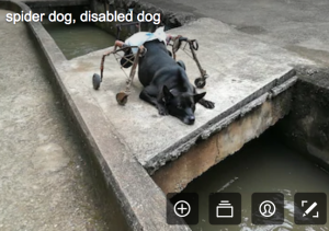 disability stock photographs - a dog in a frame and wearing a nappy