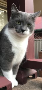 spartacus is our grey and white cat, he is sitting on a pillar near the front door, and looking beautiful - disability humour