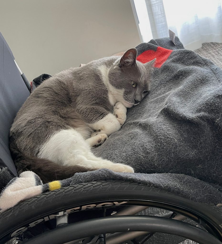 spartacus, all grey and white, is on the chair and wants to sleep. He doesn't want to be involved in a creative solution to resolve a disability related problem