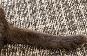 the long cat tail is on the carpet