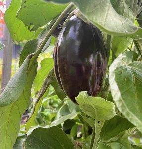 The eggplant, aubergine-hued and glossy, hangs gracefully from its verdant stem. Its elongated, curvaceous form tapers to a delicate, rounded tip. The deep purple skin, marred only by faint striations, glistens under the sun's caress. Subtle variations in hue hint at its ripeness. The vibrant green calyx crowns its summit, a verdant crown protecting its potential. Among the lush foliage, the eggplant stands out as a jewel of the garden, a testament to nature's artistry in shades and shapes. A symbol of culinary promise, it embodies both the elegance of growth and the anticipation of flavors yet to be discovered. Tasty Eggplant Soup.